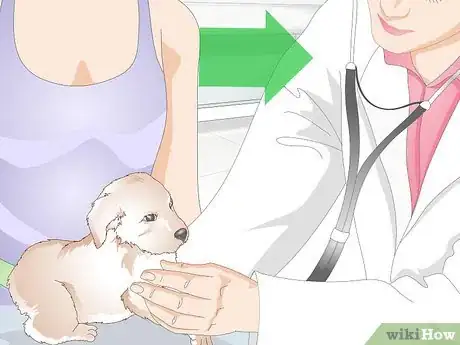 Image titled Get to Know Your Puppy Step 1