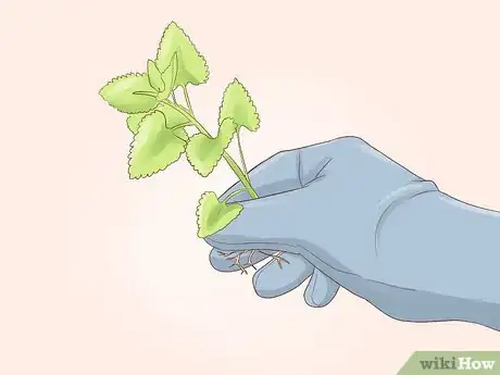 Image titled Grow Miniature Houseplants Step 6