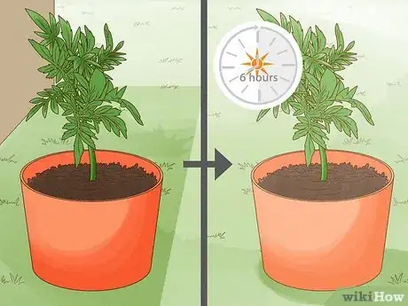 Image titled Make Marigolds Flower Step 1