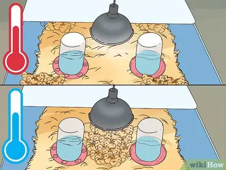 Image titled Raise Quail for Eggs Step 16