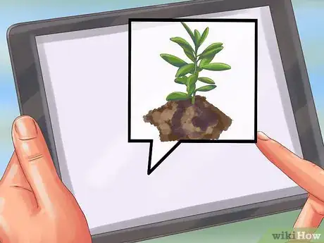 Image titled Grow Olives Step 7