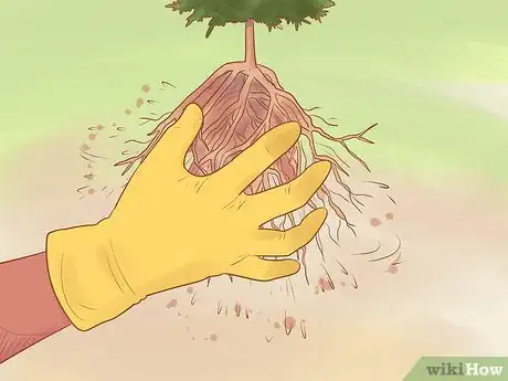 Image titled Plant Leyland Cypress Step 12