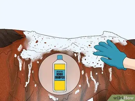 Image titled Prevent Rain Rot in Horses Step 10