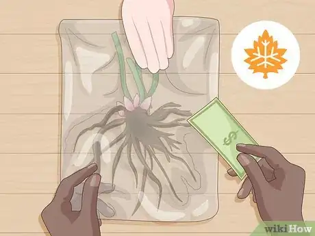 Image titled Grow and Care for Peonies Step 1