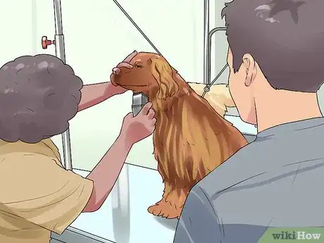 Image titled Groom a Sussex Spaniel Step 11