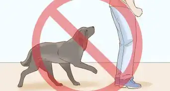 Train a Blind Dog to Handle the Stairs