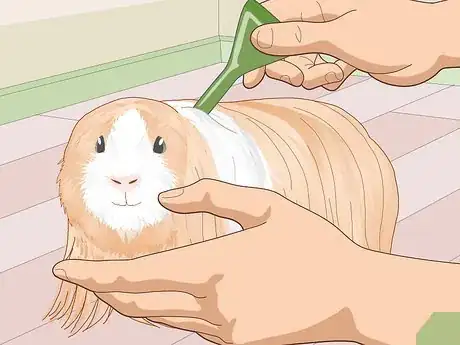 Image titled Prepare a Guinea Pig for Show Step 15