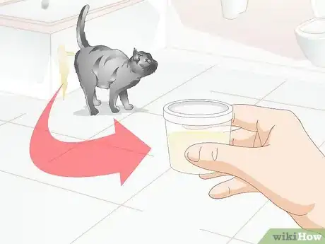 Image titled Diagnose Urinary Tract Disease in Cats Step 13