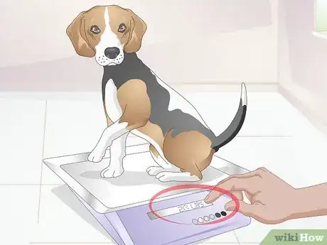 Image titled Transition from Puppy to Adult Dog Food Step 4