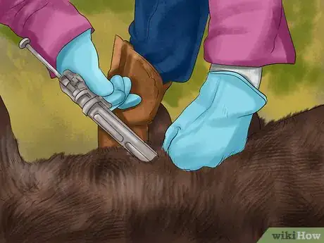 Image titled Identify Red Poll Cattle Step 6