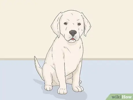 Image titled Train Seizure Alert Dogs Step 2