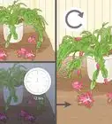 Get a Christmas Cactus to Bloom