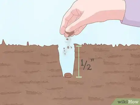 Image titled Grow Horehound Step 6