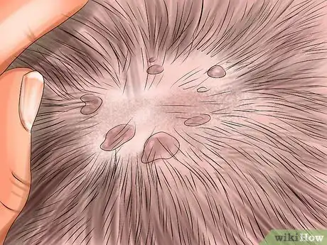 Image titled Take Care of a Li Hua Cat Step 2