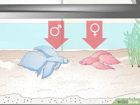 Image titled Name Your Betta Fish Step 1