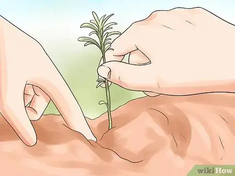 Image titled Divide a Lavender Plant Step 16