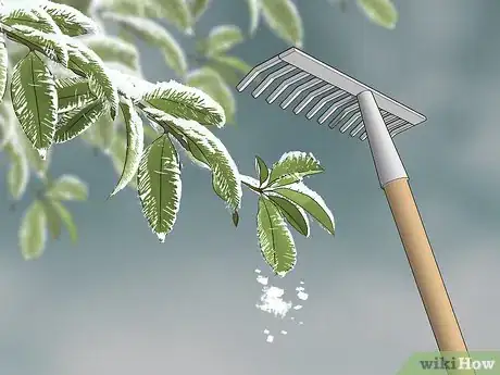 Image titled Grow Evergreen Trees Step 21