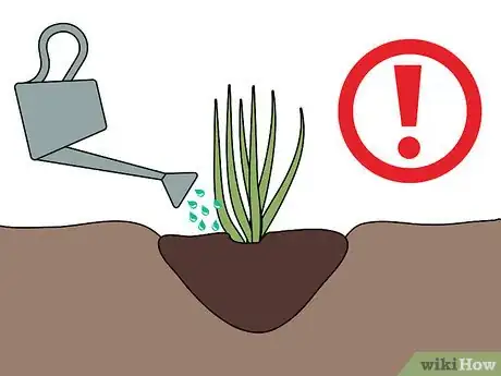 Image titled Grow Pampas Grass Step 09