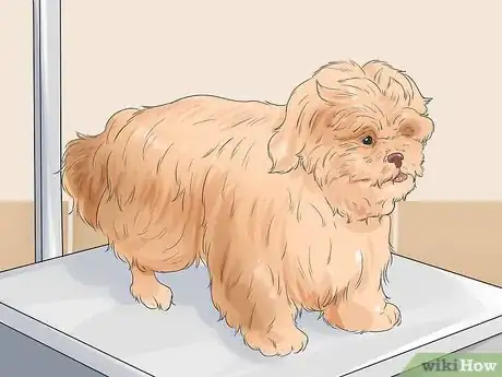 Image titled Groom a Shih Tzu at Home Step 3