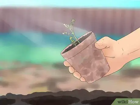 Image titled Grow Chickpeas Step 7