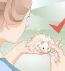 Clean a Long Haired Hamster