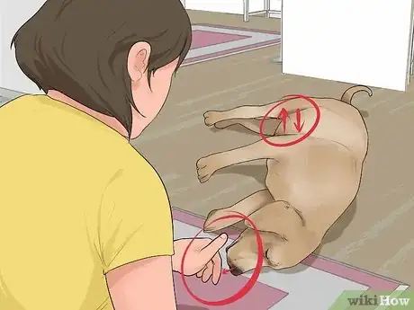Image titled Give First Aid to an Electrocuted Animal Step 3