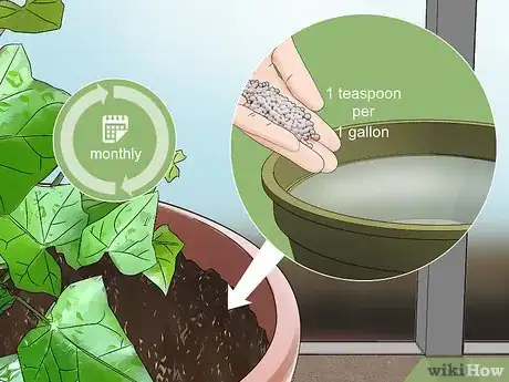 Image titled Grow English Ivy Indoors Step 8