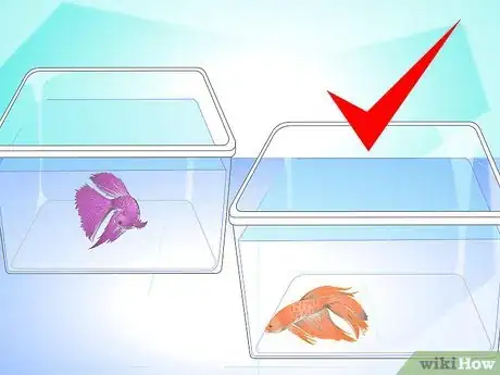 Image titled Breed Wild Bettas Step 2