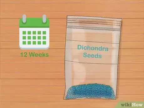 Image titled Grow Dichondra Step 1
