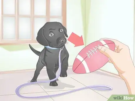 Image titled Get a Puppy Used to a Leash Step 9