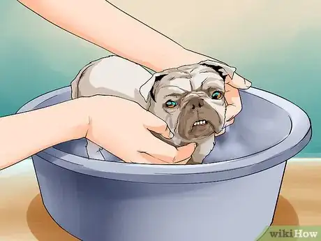 Image titled Groom Pugs Step 16