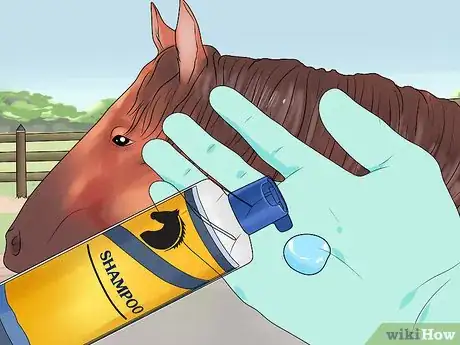 Image titled Groom a Miniature Horse for Show Step 4