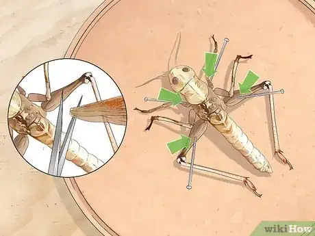 Image titled Dissect a Locust Step 4