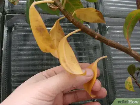 Image titled Prevent Bugs In Your Houseplants Step 5