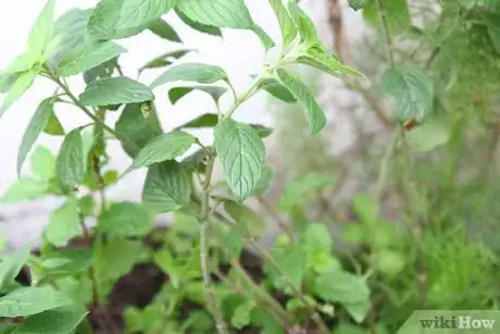 Image titled Divide Herb Plants Step 1