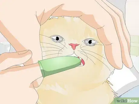 Image titled Prevent Feline Dental Disease Step 4