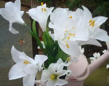 Image titled Lilyfrommanyangles