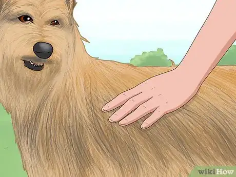 Image titled Identify a Berger Picard Step 8