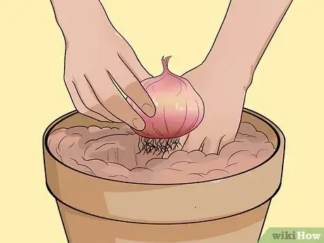 Image titled Plant Allium Bulbs Step 12