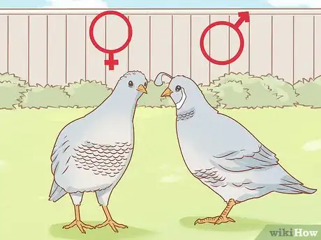 Image titled Breed Silver Quail Step 2