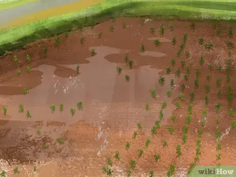 Image titled Grow Olives Step 3