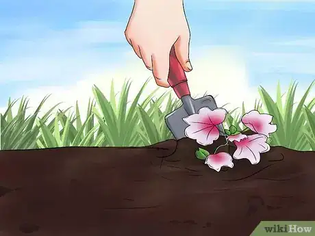 Image titled Grow Geraniums Step 9