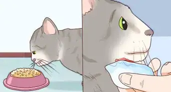 Treat Feline Acne