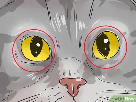 Image titled Identify a Cymric Cat Step 3
