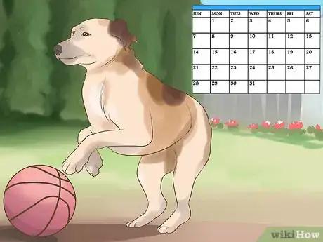 Image titled Protect an Easily Disoriented Older Dog Step 5