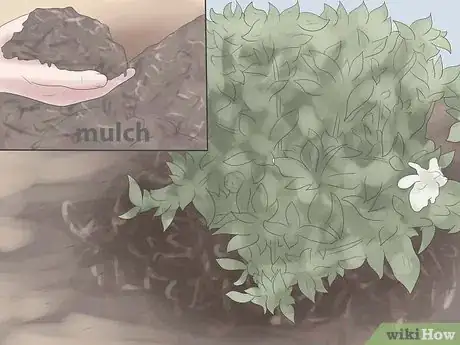 Image titled Grow Gardenias Step 8