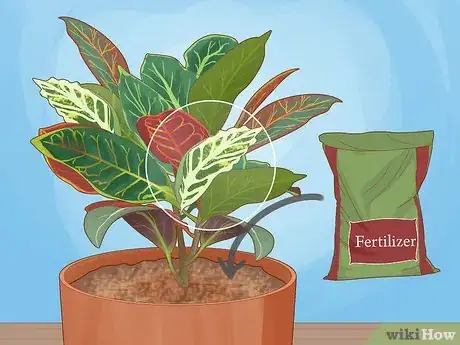 Image titled Care for a Croton Petra Step 14