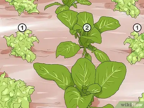 Image titled Grow Vegetables in Small Gardens Step 8