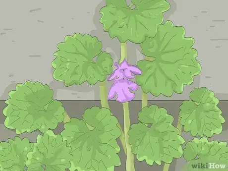 Image titled Eat Creeping Charlie Step 10