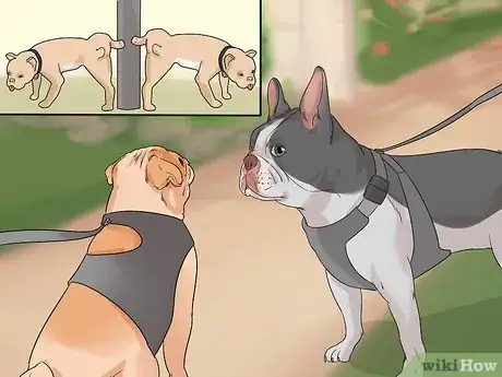Image titled Introduce Your New Dog to Dogs in the Neighborhood Step 8